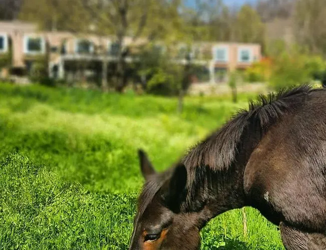 Hotel Artemisia Boutique